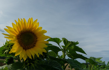 Sonnenblume