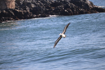 Pelican flying