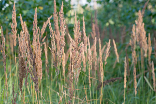 Calamagrostis epigejos, wood small-reed, bushgrass grass inflorescence