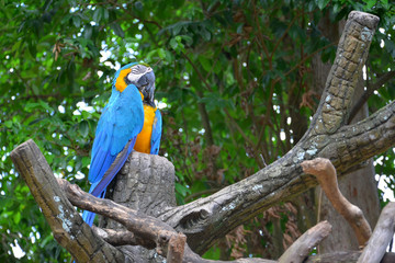 Obraz premium A blue and yellow parrots