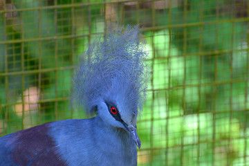 Victoria crowned pigeon (Goura victoria)