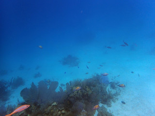Fototapeta na wymiar view of a big reef with small fish