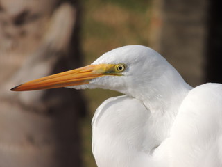 portrait of egret