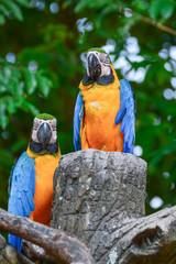 A blue and yellow parrots