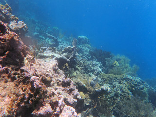 Fototapeta na wymiar slope on water, with corals and small fish