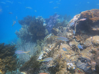 Plakat fish on the big coral reef, underwater