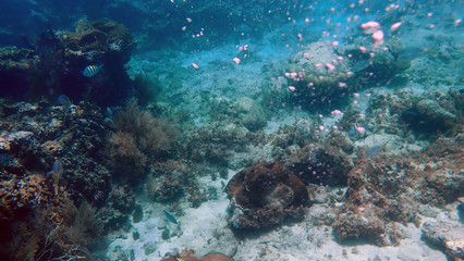 Naklejka na ściany i meble underwater view of sea creatures on the reef