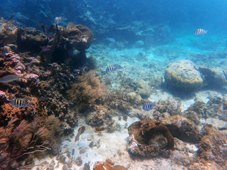 Fototapeta na wymiar stripy and yellow fish in coral reefs