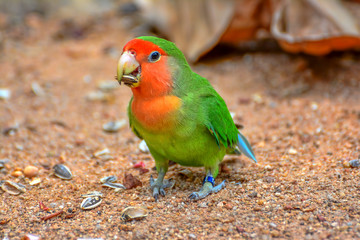 beautiful colorful parrot