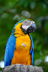 A blue and yellow parrots