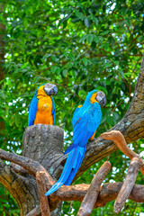 Obraz premium A blue and yellow parrots