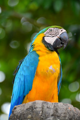 A blue and yellow parrots