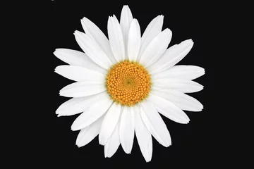 Badkamer foto achterwand White and yellow daisy isolated with black background © Suzanne