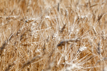 The spica of golden wheat close up. Wheat field. Beautiful nature Sunset Landscape. Rural landscapes under shining sunlight.