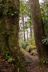 Hiking trail bookmarked by two trees, Great Smoky Mountains National Park
