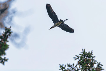 Silhouette of a grey heron inflight to the nest in the woods near the lake