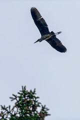 Silhouette of a grey heron inflight to the nest in the woods near the lake