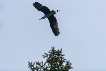 Silhouette of a grey heron inflight to the nest in the woods near the lake