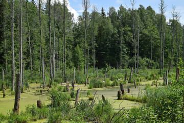 Swamps in Masuria