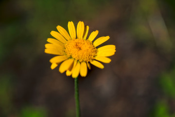Yellow wild flower on a blurred background. Close-up. Yellow meadow flowers on a green background.