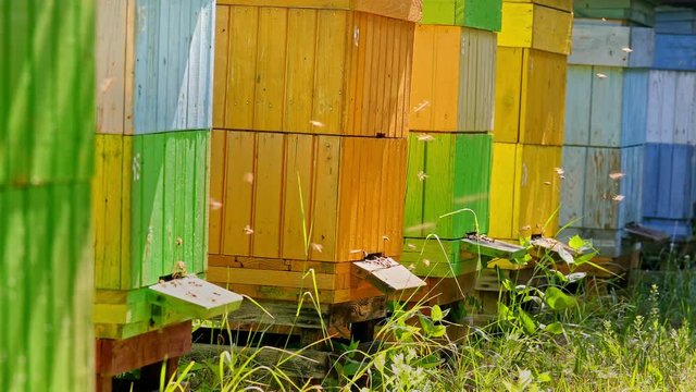 Ecological and nadmade beehives with bees in countryside, Poland