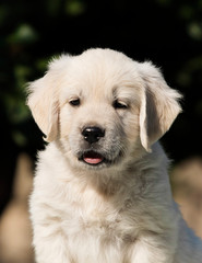 little cute puppy breed Golden Retriever