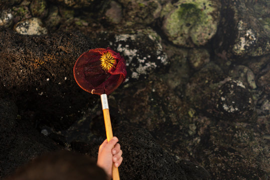 Sea urchin in small net over rocks