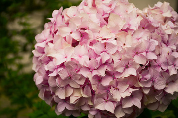  Large pink hydrangea flowers on the bush