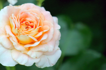 cream rose on a beautiful green background