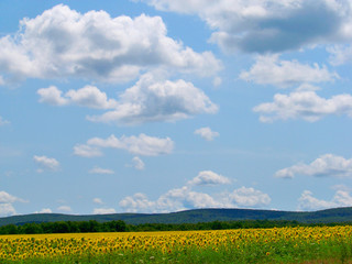 field and blue sky