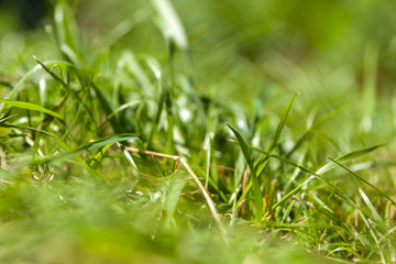 grass