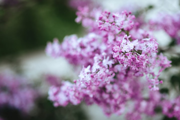 Blossoming purple lilacs in the spring. Selective soft focus, shallow depth of field.