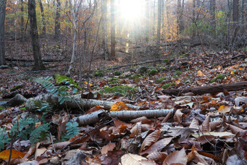 forest autumn floor