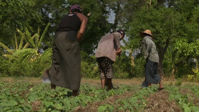 A steady, medium shot of three people, hard workers, sweating in the hot day and digging the ground between rows in a cultivated field.