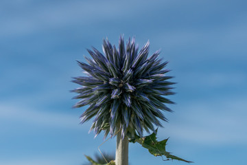  Echinops or Globe Thistle. Green Blurry Background. Copy Space.