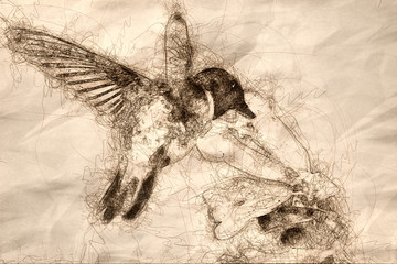 Sketch of Black-Chinned Hummingbird Searching for Nectar Among the Flowers