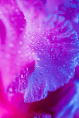 Vivid neon colored iris flower bud