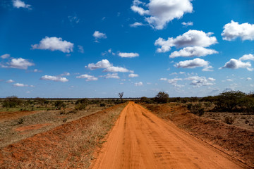 tsavo nationalpark kenya safari