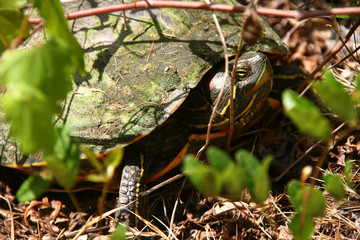 box turtle