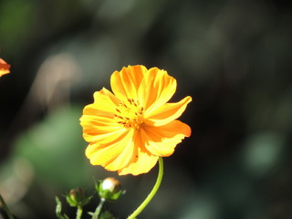 yellow flower in the garden