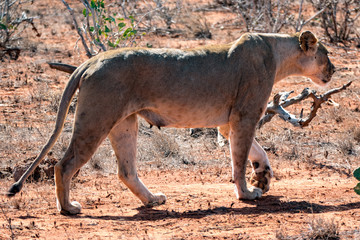  Löwe (Panthera leo, veraltet/poetisch/mundartlich Leu)