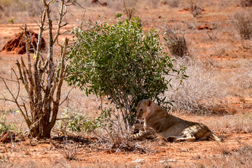  Löwe (Panthera leo, veraltet/poetisch/mundartlich Leu)