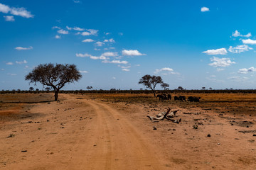 tsavo nationalpark