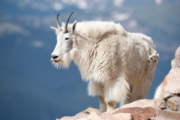 Mountain goat on a rock high in the mountains 