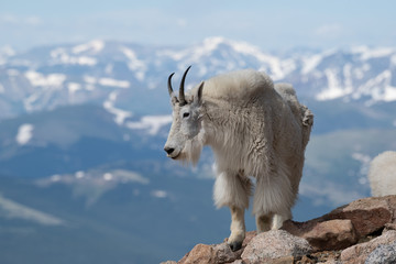 Mountain goat on Rocky Mountain hillside on right side of frame