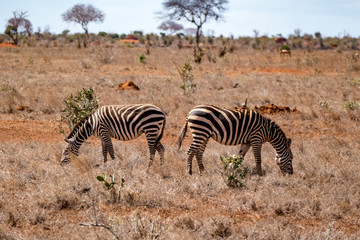 Fototapeta na wymiar Zebra Grevyzebra (Equus grevyi)