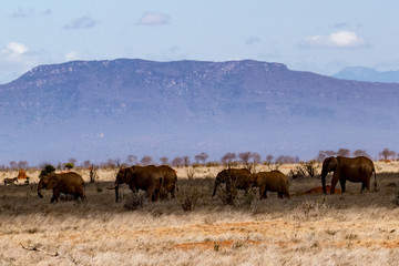 Obraz premium Afrikanische Elefant (Loxodonta africana) Roter Elefant tsavo nationalpark