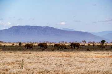 Naklejka na ściany i meble Afrikanische Elefant (Loxodonta africana) Roter Elefant tsavo nationalpark