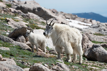 Mountain Goats grazing on a Rocky Mountain hillside