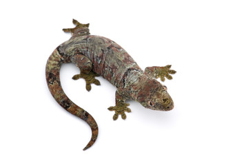 The mossy New Caledonian gecko isolated on white background